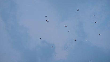 birds in flight: a flock of birds soaring through the sky