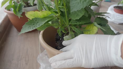 person transplanting a plant