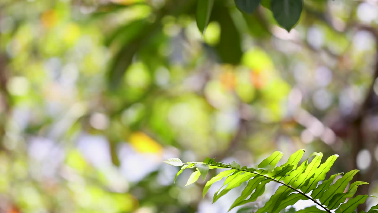 A serene video capturing fern leaves swaying gently in the breeze, set against a blurred, sunlit background