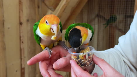 Medium shot of two parrots eating sitting on a man's arm, handheld