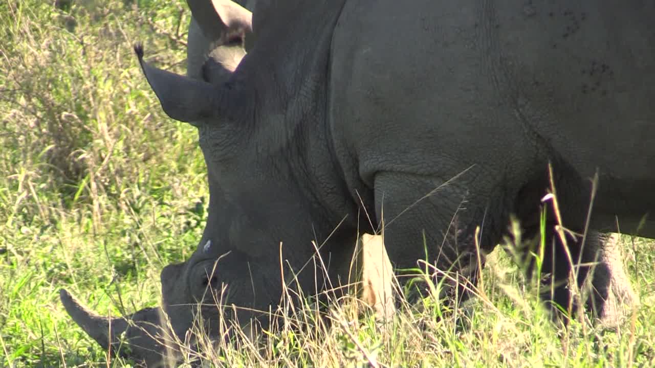 언덕이 많은 아프리카 사바나에서 풀을 뜯는 두 마리의 흰 코뿔소, 뿔, 눈, 입술의 클로즈업 샷