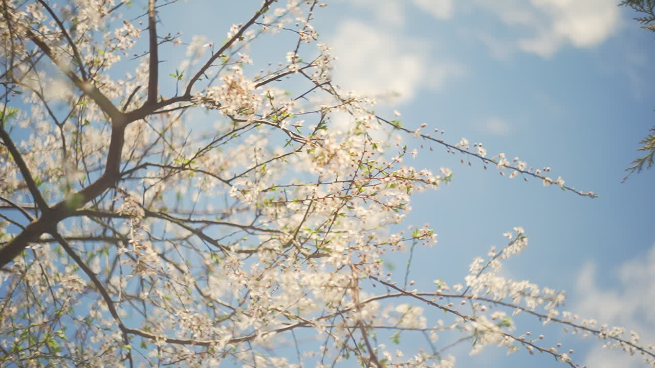 푸른 하늘을 배경으로 봄에 꽃이 만발한 나무