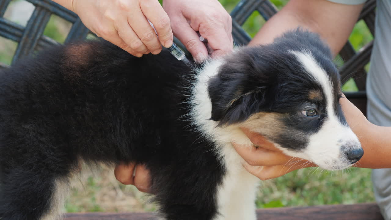주사기로 피부 아래에 주입된 식별용 마이크로칩을 강아지에게 이식