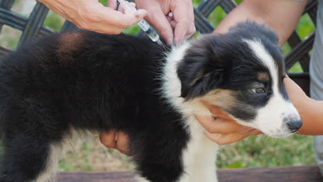 a puppy is implanted with a microchip for identification injected under the skin with a syringe