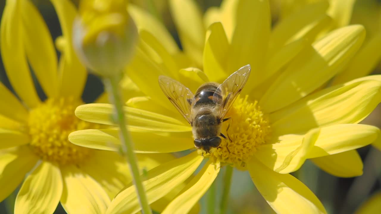 primer plano de una abeja polinizando una flor amarilla
