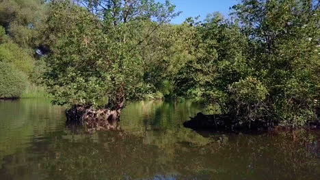 accidente de dron: aproximación aérea hacia un arbusto en un río que termina en un choque del dron en el agua