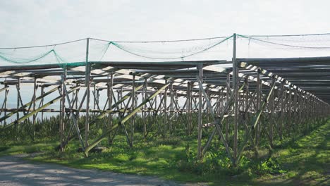 drying racks for cod fish in senja, norway