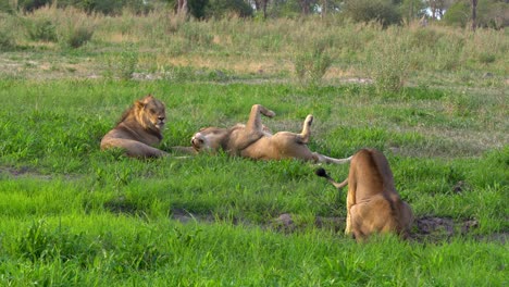 Vier-Junge-Löwen-Trinken,-Strecken-Und-Ruhen-Sich-Im-Grünen-Gras-Des-Okavango-Deltas-Aus