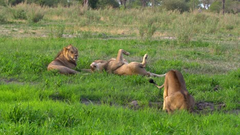 four young lions drinking, stretching and resting in the green grass of the okavango delta