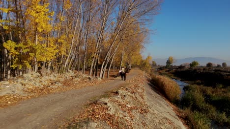 Mann-Reitet-Pferde-Auf-Schöner-Landstraße-Mit-Pappeln-Am-Fluss-Entlang-Im-Sonnigen-Herbsttag