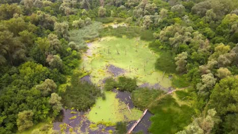 Vista-Aérea-Estanque-Cubierto-De-Escoria-Verde-Rodeado-Por-Un-Espeso-Bosque