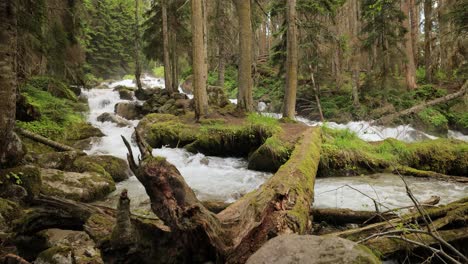 Gebirgsfluss-Im-Wald.-Wunderschöne-Tierlandschaft.