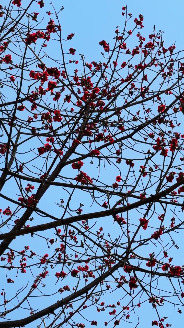 Fiori rossi su rami spogli di albero contro un cielo azzurro limpido