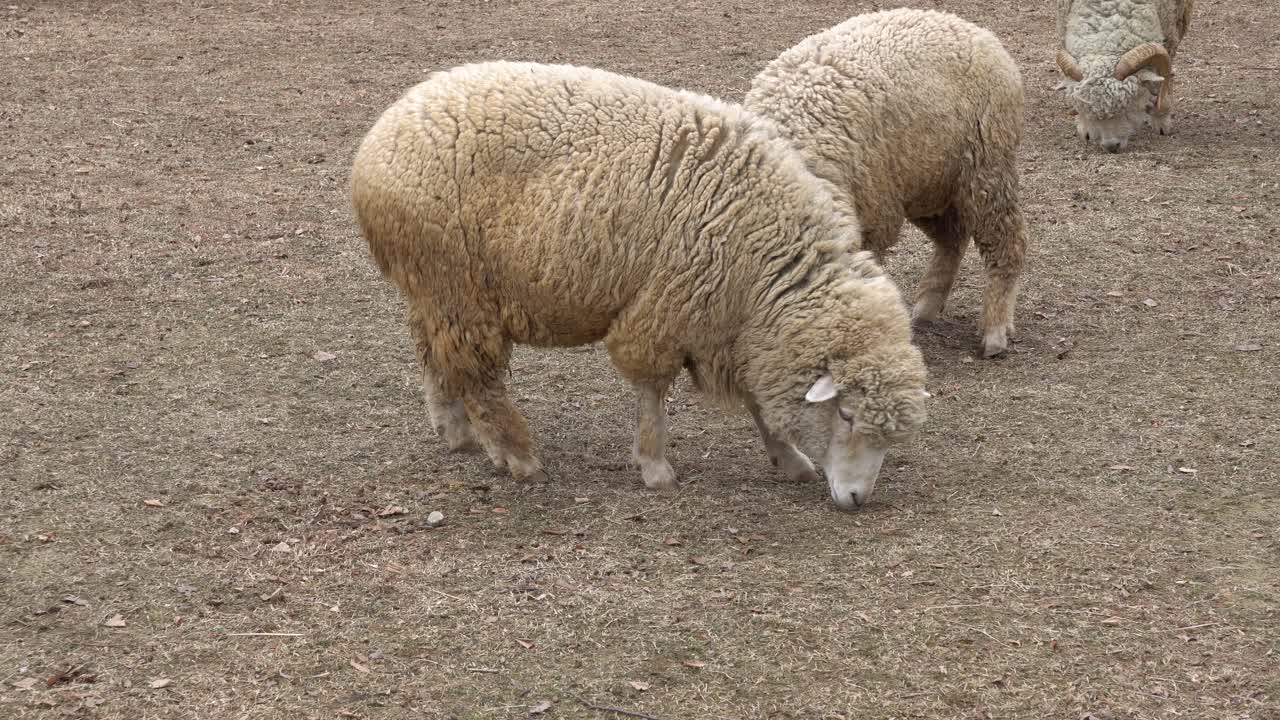ovejas buscando comida en el suelo del zoológico durante el día