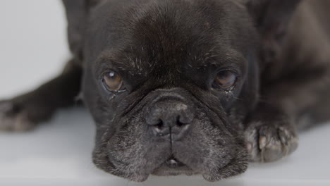 dj french bulldog with headphones and turntables