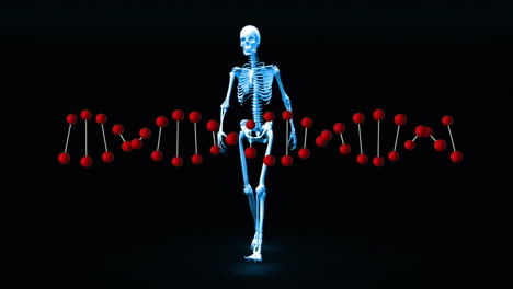 modelo de cuerpo humano y adn