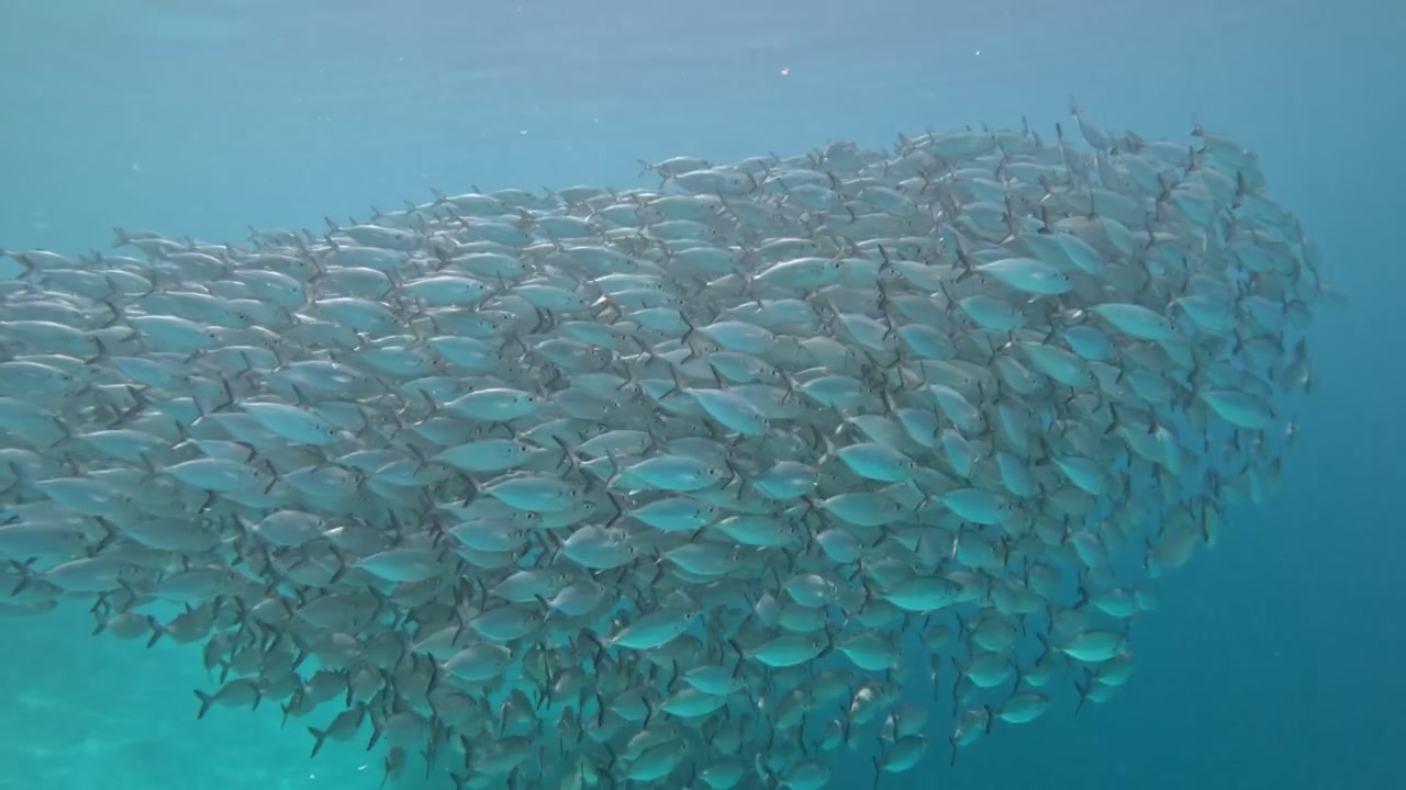 Gros plan sur un banc de chinchards dans les eaux bleues de Wayag, Parc National de Raja Ampat