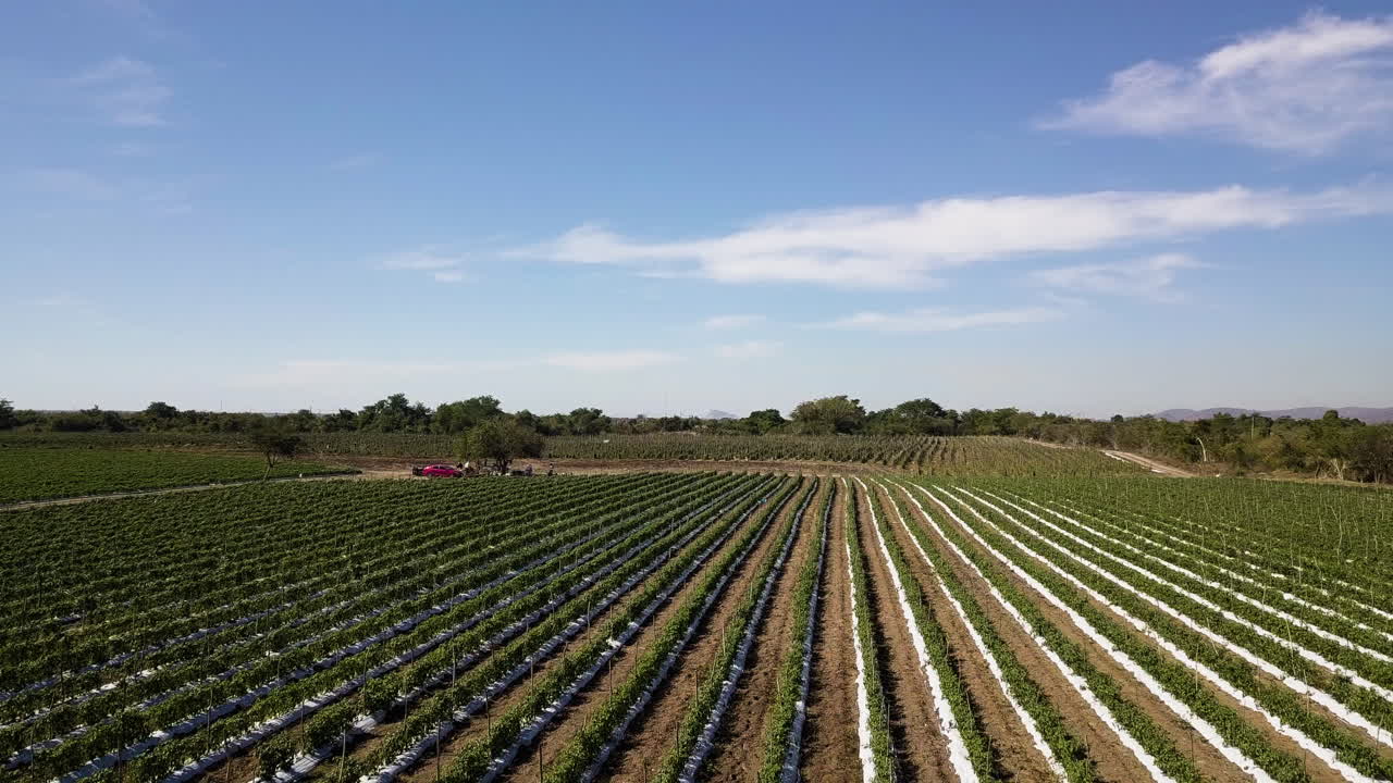vista aérea de las tierras de cultivo de hortalizas sembradas en zanjas, mazatlán, méxico
