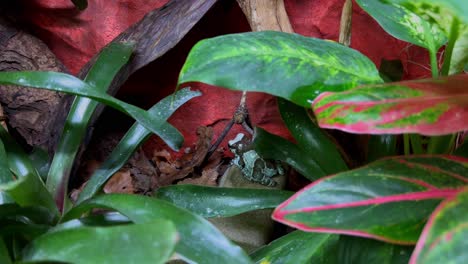 a colored poison frog can be seen