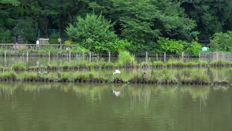 En-El-Parque-Zempukuji-En-Tokio,-Japón,-Hay-Varias-Aves