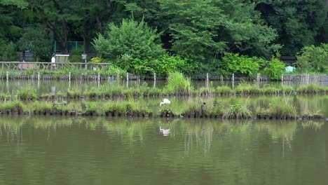 at zempukuji park in tokyo, japan there are several birds
