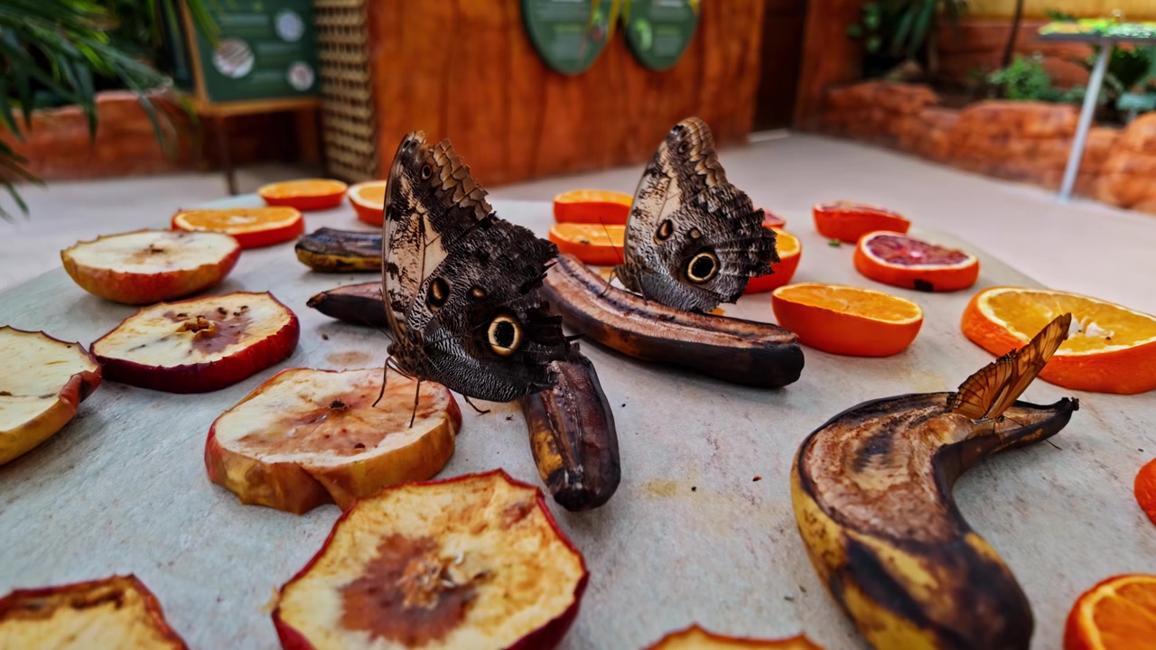 Farfalle civetta che si nutrono di frutta in decomposizione in una casa delle farfalle, Atene, Grecia