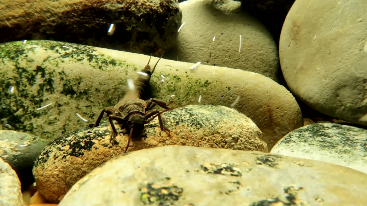 una ninfa de mosca de piedra arrastrándose por una roca en un arroyo de trucha