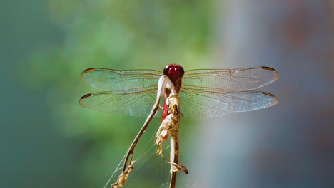 Curacao---Eine-Wunderschöne-Rote-Libelle,-Die-Auf-Einem-Getrockneten-Stiel-Mit-Spinnweben-Ruht---Nahaufnahme