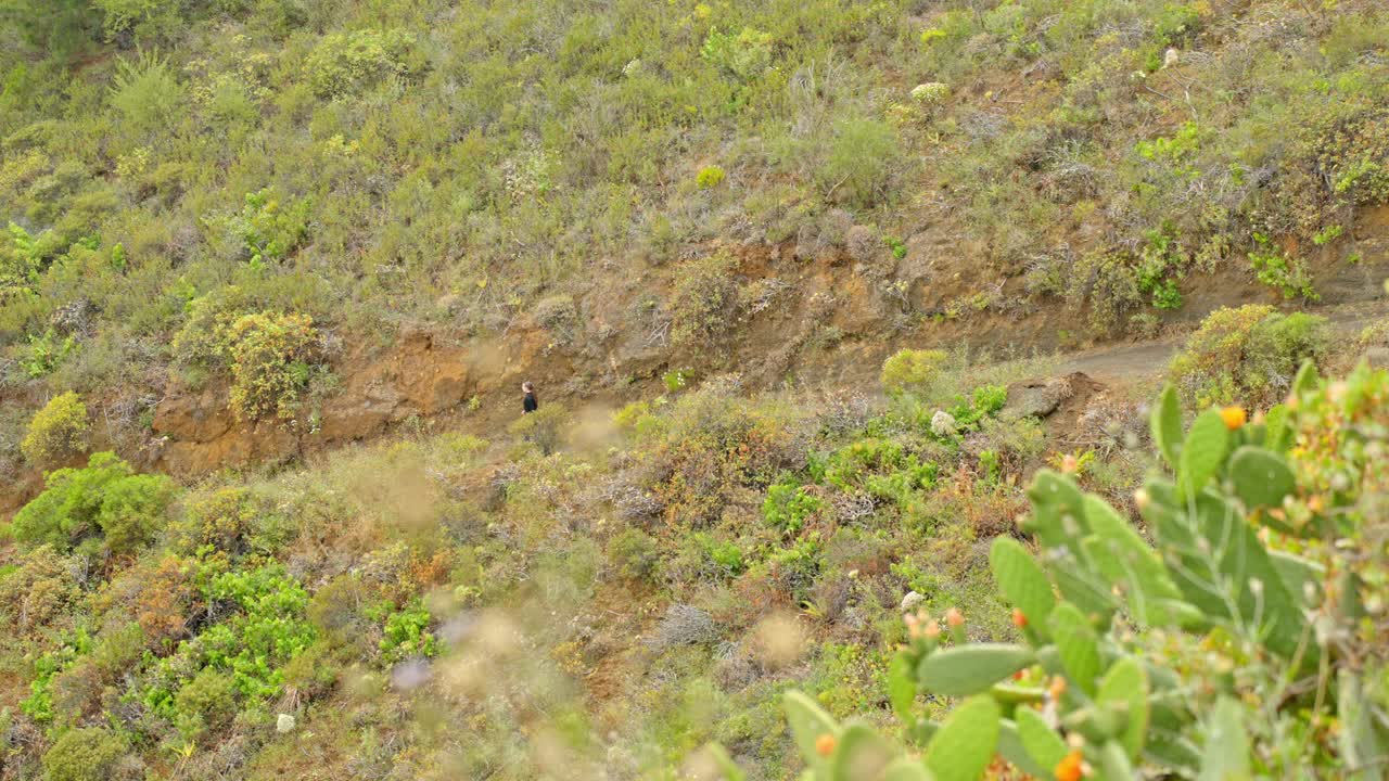 imagen estática, un turista lejano escalando por un camino en el valle, norte de tenerife.