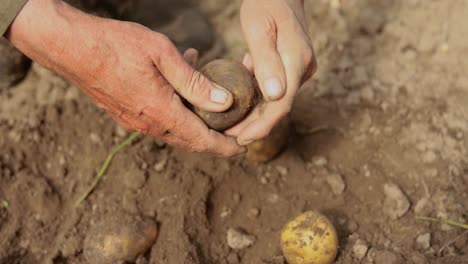 Farmer-inspects-his-crop-of-potatoes-hands-stained-with-earth.