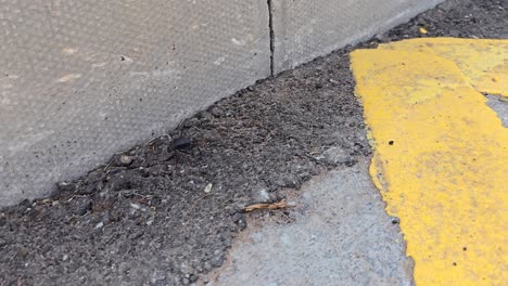 a desert beetle, also known as stenocara, spotted on the road near the desert, attempting to escape