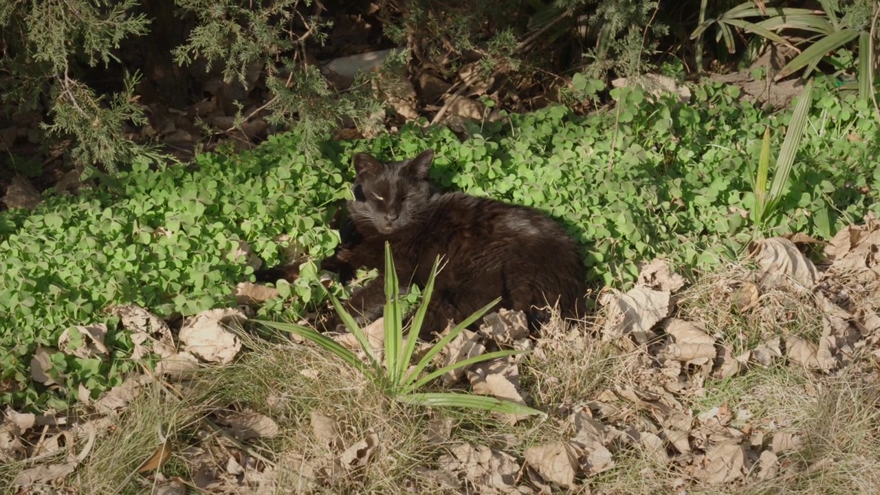 Gatto nero assonnato tra i cespugli 2