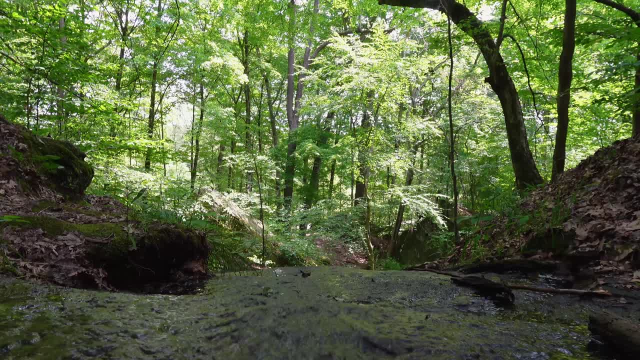 활기찬 푸른 나무로 둘러싸인 평화로운 숲의 하천
