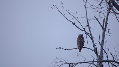 Great-Horned-Owl-perching-on-tree-and-observing-its-surrounding