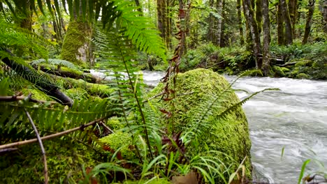 Río-En-La-Selva-Tropical