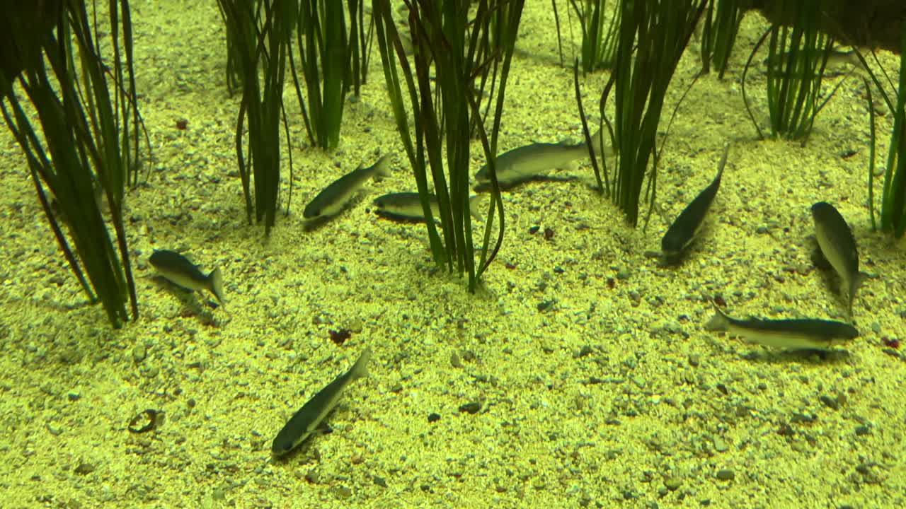 Small fish swimming among underwater plants on a sandy bottom at an aquarium in Crete Greece