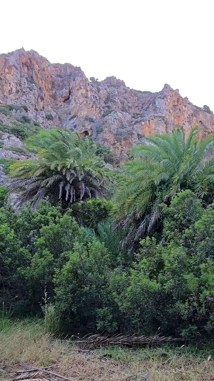 La foresta di palme di Preveli a Creta, Grecia, con lussureggianti palme verdi, un fiume fresco che sfocia nel mare, un paesaggio esotico sulla spiaggia e una natura mediterranea unica che crea riprese di viaggio suggestive.