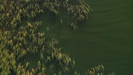 Calm-Turquoise-Lake-Flowing-Among-Wild-Grasses-During-Daytime