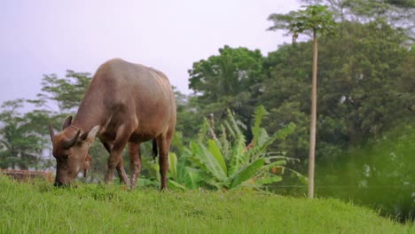 Búfalo-Liberado-En-El-Prado