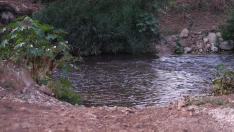 serene creek in lush nature