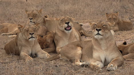 cute lion pride relaxing together with adults and adolescents cuddled up during the day for a nap