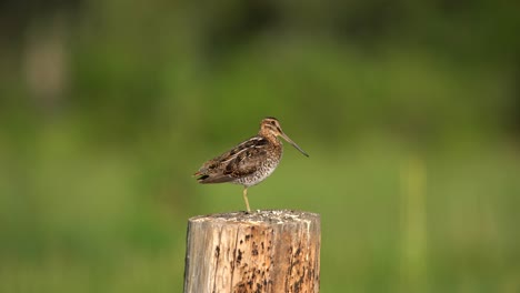 wilson's snipe perching on fence and observing its surrounding