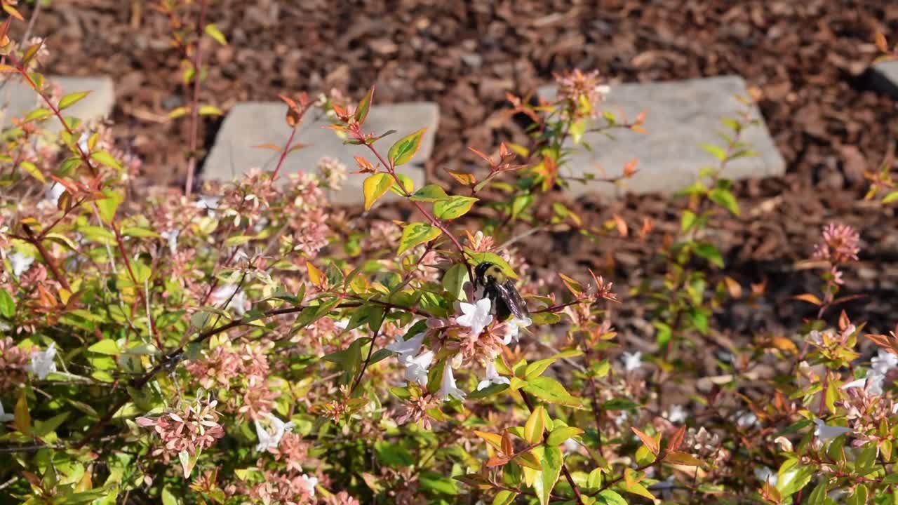가을 날씨 를 최대한 활용 하는 벌