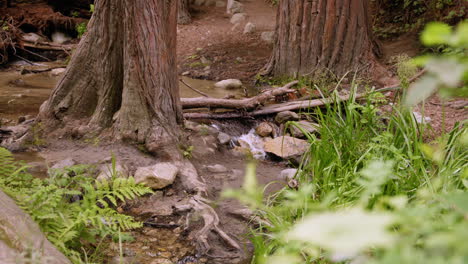 mcway creek trickles through the forest in big sur state park