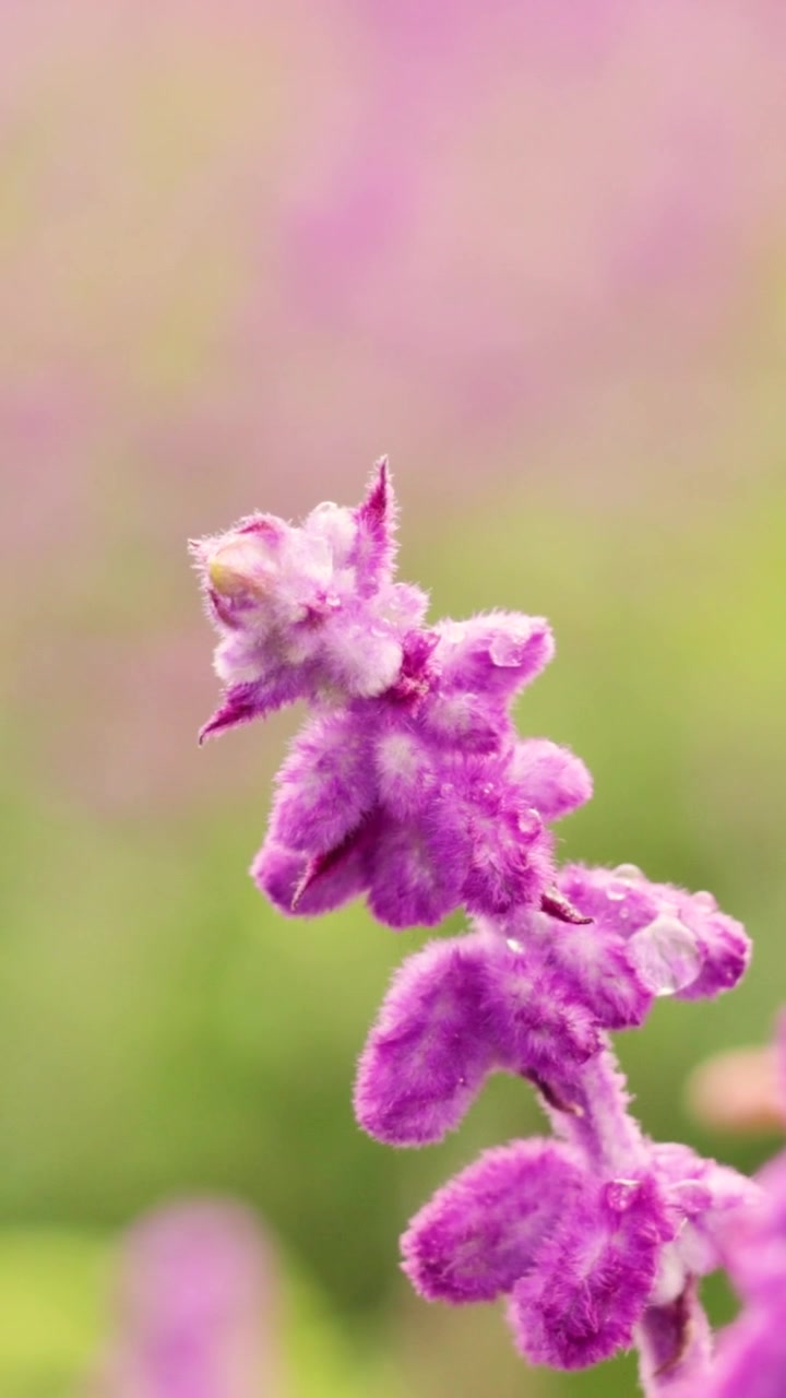 Foto makro kelopak bunga Mexican bush sage ungu berbulu halus dengan latar belakang hijau lembut