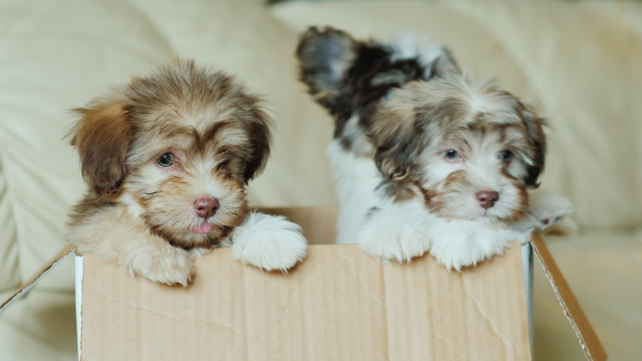 lindos cachorros en una caja