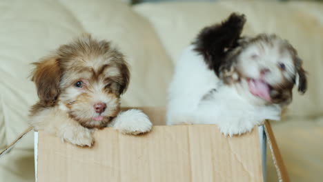 Cute-Puppies-in-a-Box