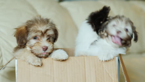 lindos cachorros en una caja