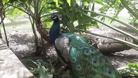 peacock, or indian peacock