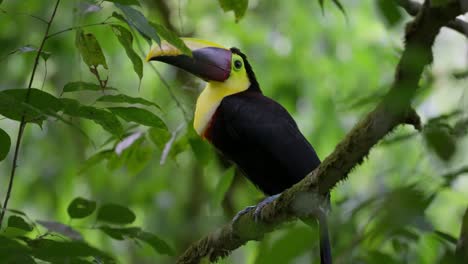 colourful chestnut mandibled toucan opening large beak and creating sound, animal behavior, close up